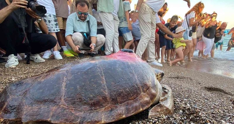 Caretta caretta ’Lara Barış’ın 600 kilometrelik yolculuğunu 29 bin kişi görüntüledi
