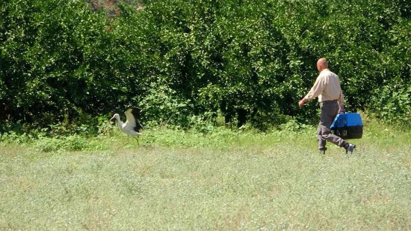 Kanadı kırılan leylek hayatını hayvanat bahçesinde sürdürecek
