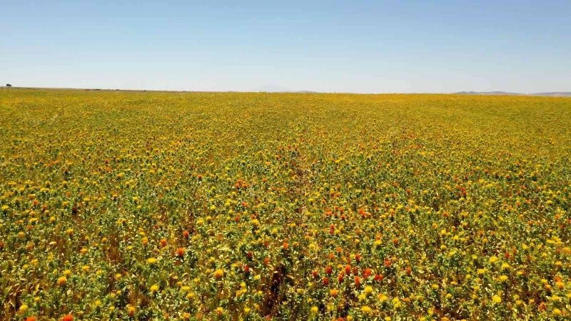 Büyükşehir’den buğday ve nohutun ardından aspir hasadı
