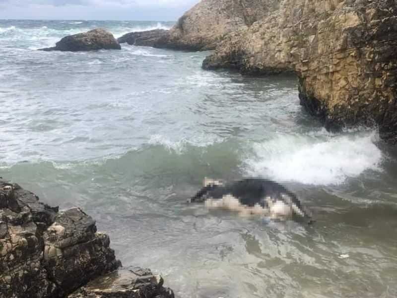 Şile’de telef olan inek kıyıya vurdu
