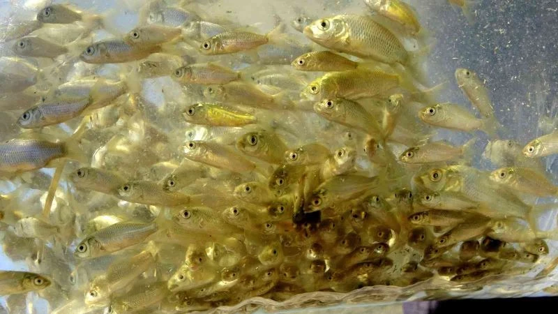 Osmaniye’de Mehmetli Barajı’na yavru sazan balıkları bırakıldı
