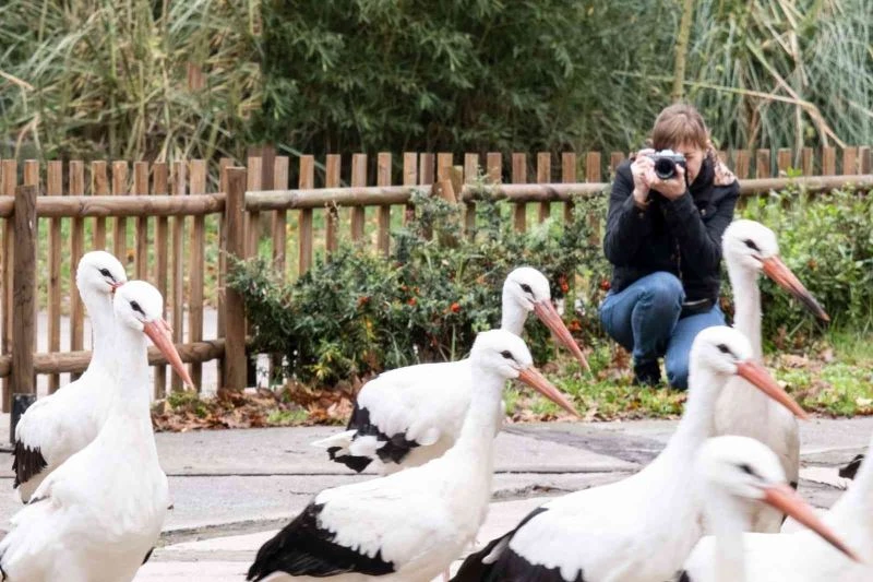 Bu leyleği fotoğraflamak için 2 bin kilometre yol katetti
