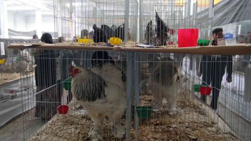 En güzel tavşan, kaz, tavuk ve güvercin seçildi
