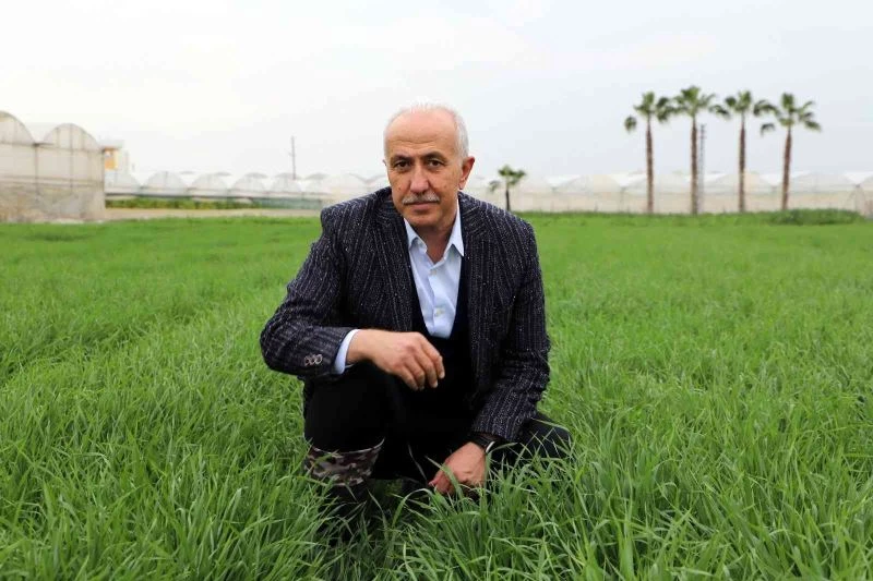 Deneme amaçlı ekilen atalık karakılçık buğdayı tohumu boy verdi
