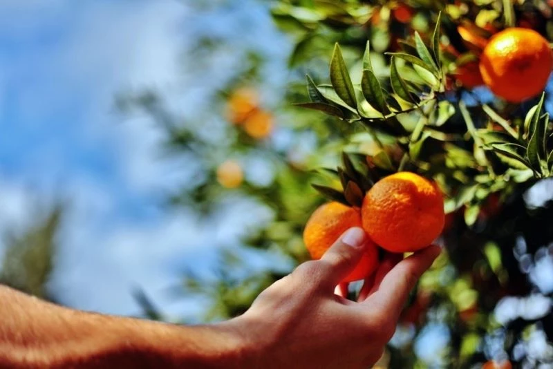 Belediye, elde kalan mandalinaları satın alacak
