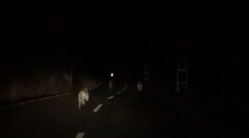 Anayola inen kurt sürüsü görüntülendi
