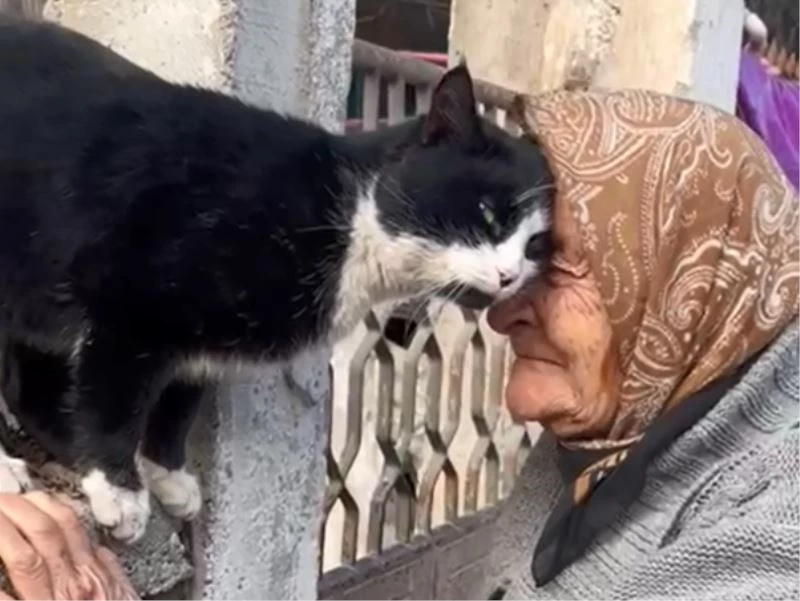 Kedilerin ninesi Fahriye nine
