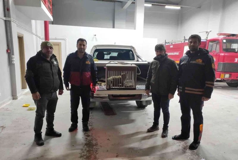 Van’da tel örgüye sıkışarak yaralanan tilki tedavi altına alındı

