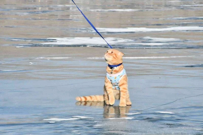 Yavru kedi Tarçın, Çıldır Gölü’nün maskotu oldu
