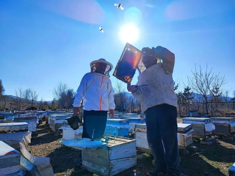 Küresel ısınma arıların kafasını karıştırdı, bal üretiminde azalma olabilir
