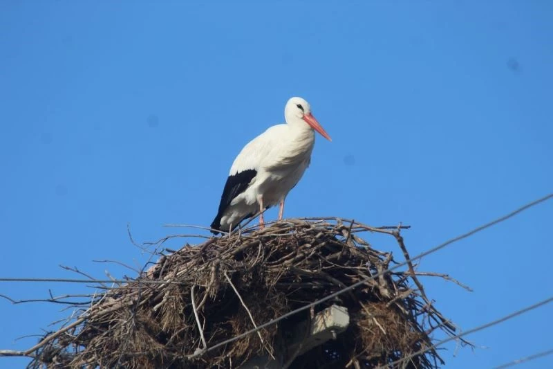 Kış gelmeden, leylekler geldi

