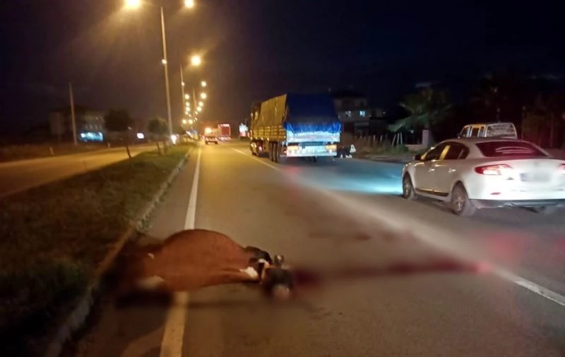 Karayolunda başıboş gezen inekler faciaya neden oluyordu
