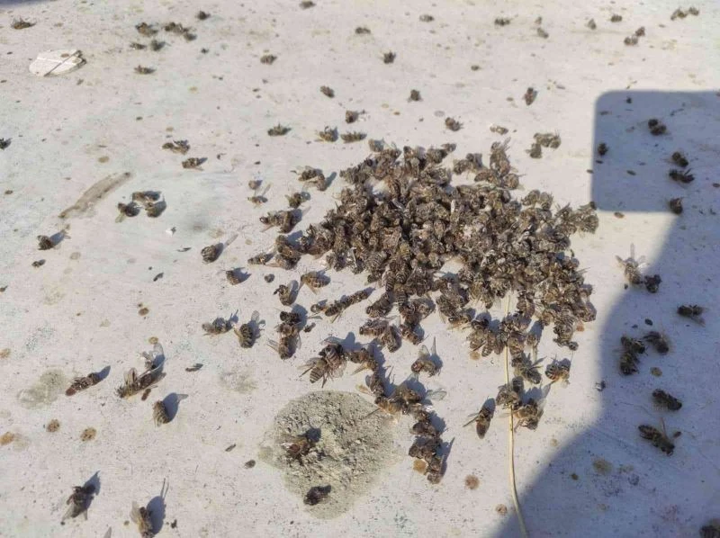 Küresel ısınma ile bazı bitki ve hayvan türleri yok olma tehlikesinde
