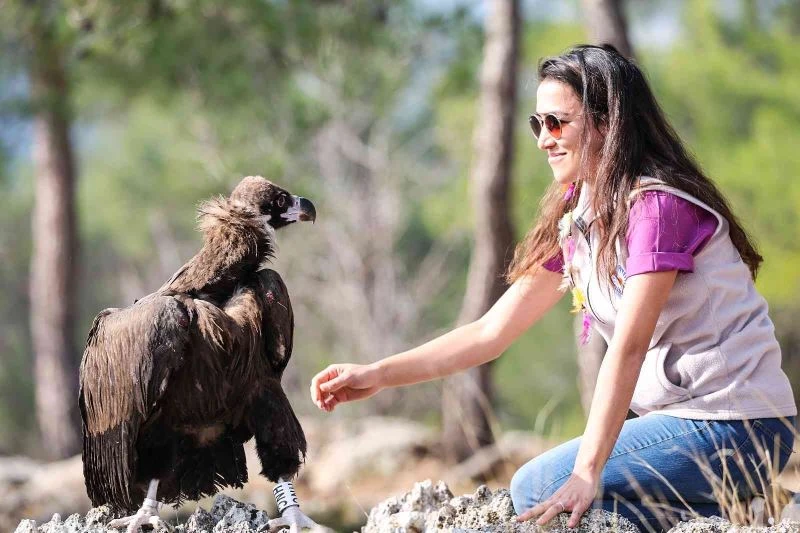 Tedavisi tamamlanan Kara Akbaba özgürlüğe kanat çırptı
