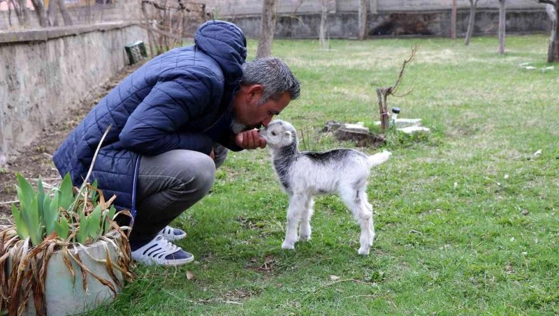 Annesini ayı yiyen oğlak tesadüfen hayata tutundu
