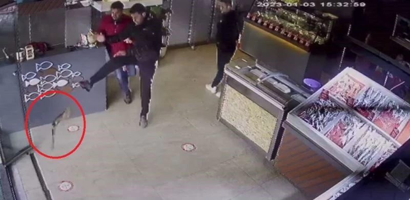 Balıkçıya giren atmaca dehşet yaşattı: O anlar kameraya yansıdı
