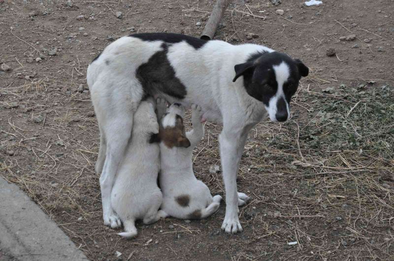 Kars’ta anne köpek yavrularını doyurdu
