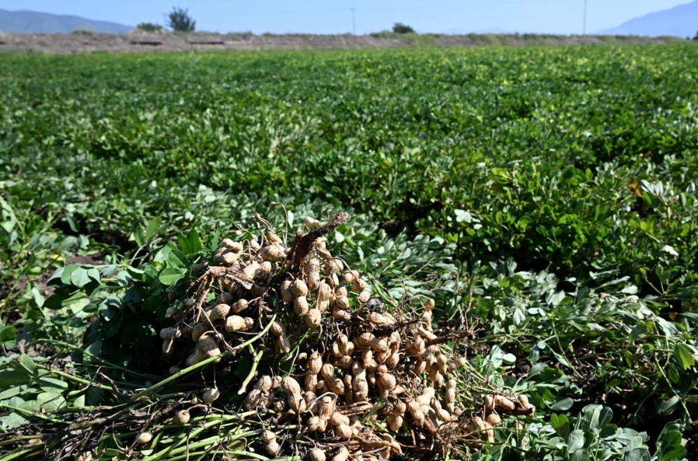 Osmaniye’de yerfıstığında 43 bin ton üretim bekleniyor