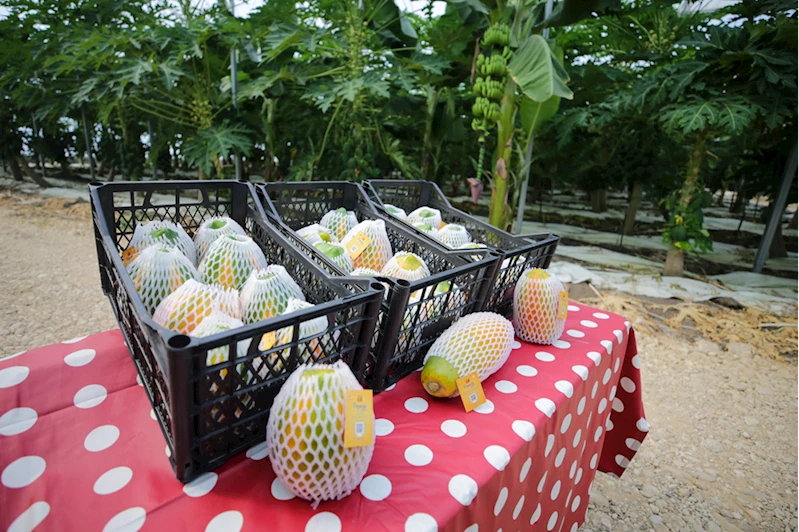 Vitamin ve mineral zengini papayanın üretimi Antalya