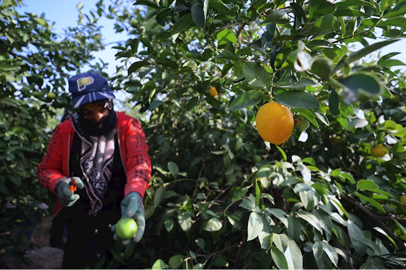 Çukurovalı limon üreticileri fiyat desteği istiyor