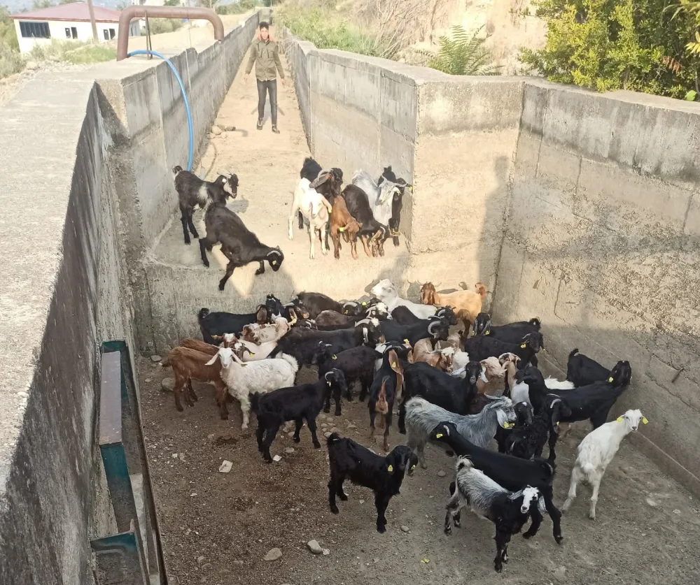 Jandarma, kayıp küçükbaş hayvanları termal kamera ve dron yardımıyla buldu
