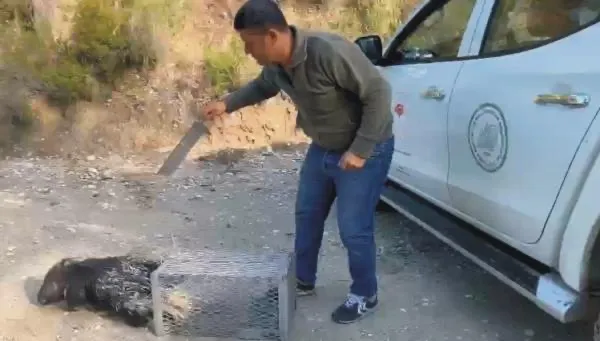 Osmaniye’de, girdiği ahırda mahsur kalan oklu kirpi, doğaya salındı