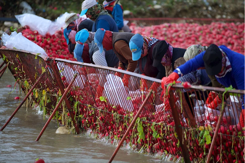 Tescilli Kadirli turpunun rekoltesinde düşüş beklenmiyor