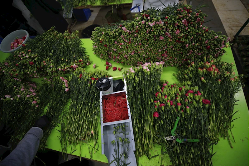 Yılbaşında dünyayı Türk çiçekleri süsleyecek