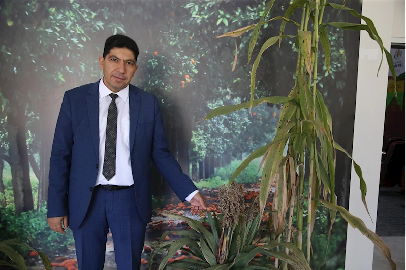 Hayvan yemi ve enerji üretimi için kullanılan sorgum mutfaklarda da yerini alacak