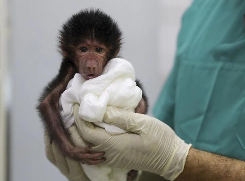 Annesinin kabullenmediği babun yavrusuna veterinerler bakıyor 