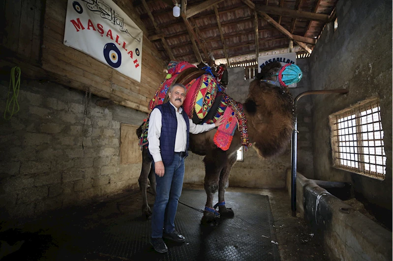 Güreş sahalarının yenilmez devesi 