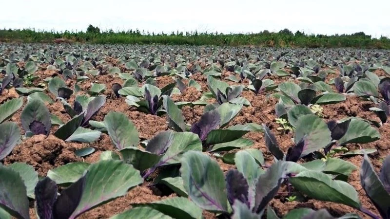 Türkiye’de tarımsal üretimin yıldızı Samsun: Birçok üründe ilk sırada
