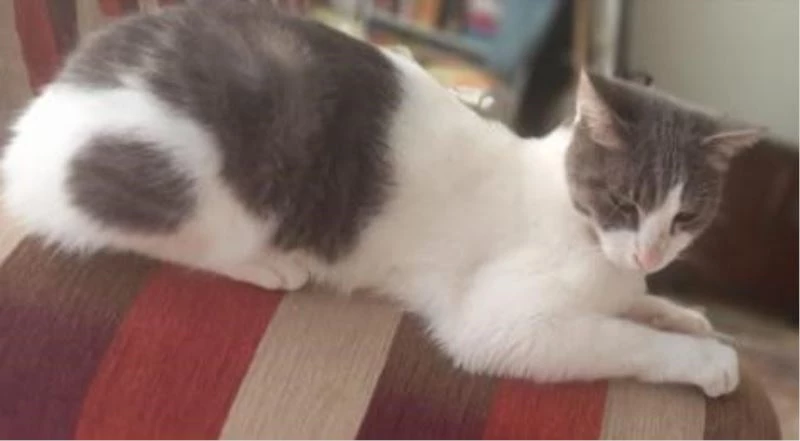 Kaybolan kedisini bulana 10 bin TL ödül verecek
