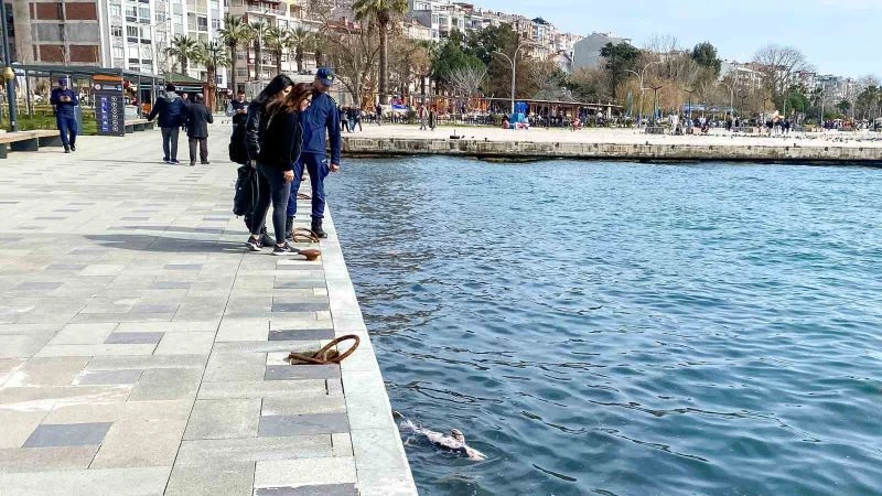 Sinop’ta ölü yunus sahile vurdu
