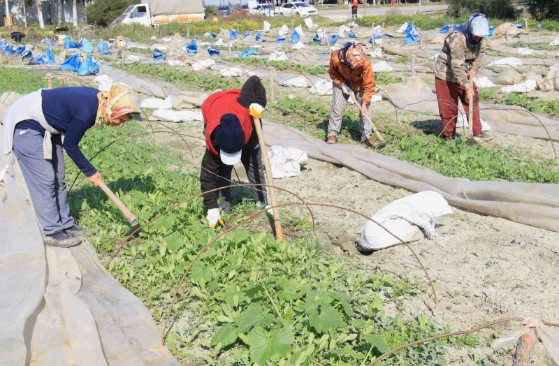 Deprem bölgesi Hatay’da çiftçiler, üretime geçmeye başladı
