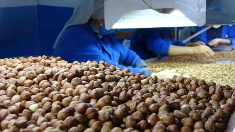 Ordu’da serbest piyasada fındık 55 liradan işlem görüyor
