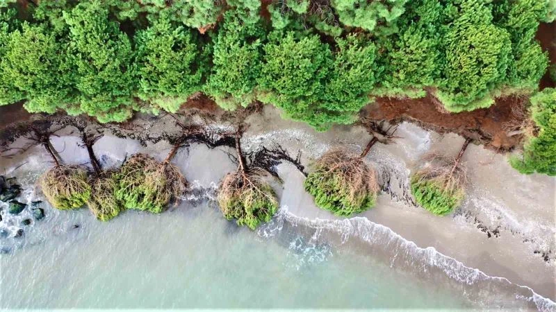 Samsun’da kıyı erozyonu: Hırçın Karadeniz ağaçları kökünden söktü
