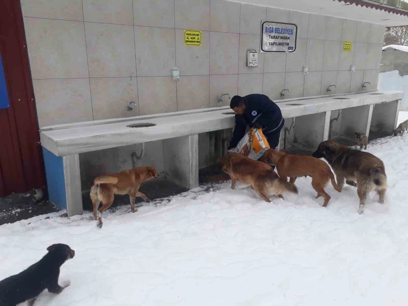 Biga Belediyesi’nden karlı havada sokak hayvanlarına mama
