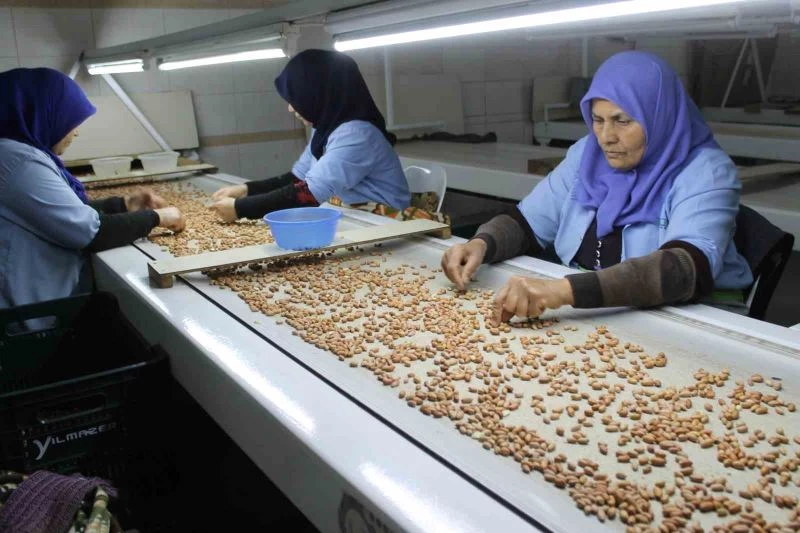 Osmaniye’de fabrikalar yer fıstığı üretimi için mesai yapıyor