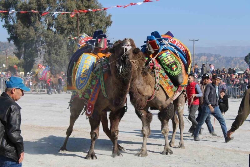 DEGÜF kararını aldı, deve güreşi sezonu bitti

