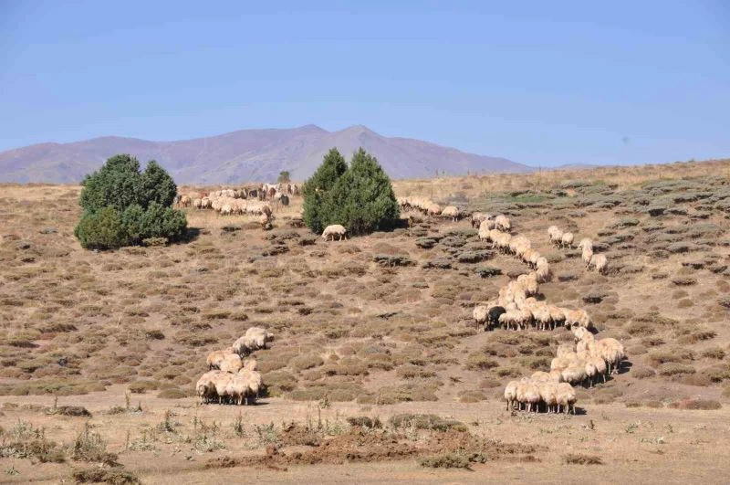 Tunceli’de il içi ve il dışı hayvan hareketleri yasaklandı
