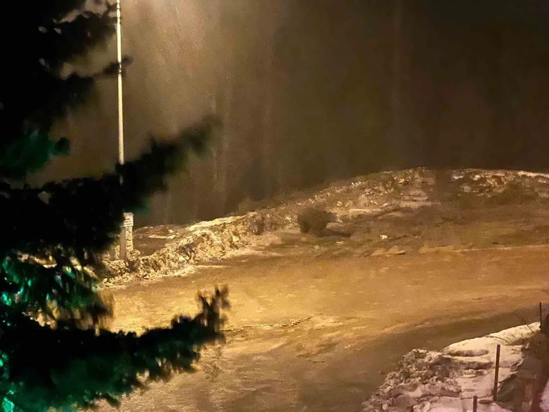 Aç kalan ayı tesise indi: Vatandaşlar ayıyı, 