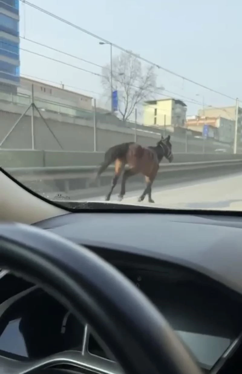 Başıboş atlar trafiği tehlikeye sokuyor
