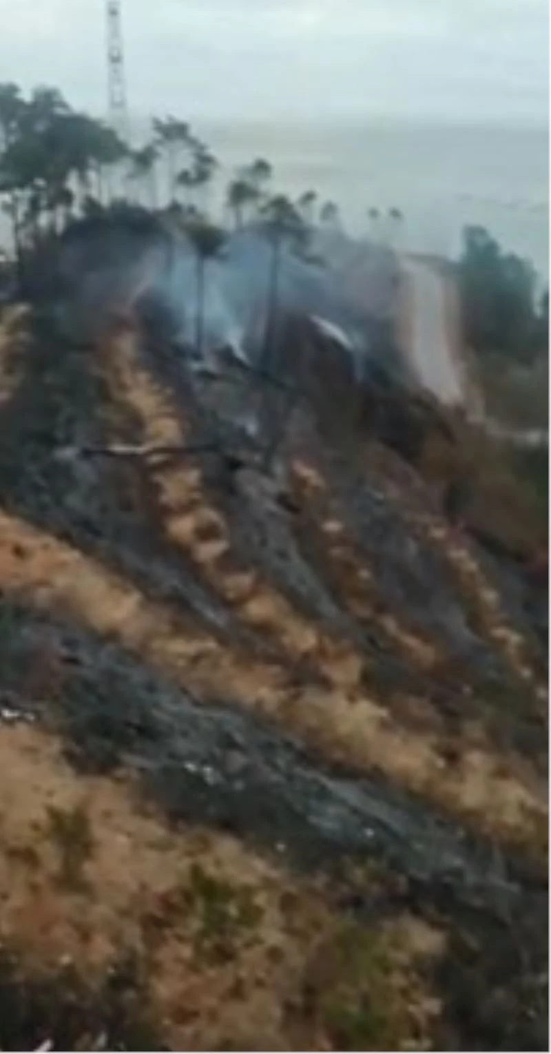 6 yıl önce çıkan yangın sonrası dikilen sarıçamlar yeniden alevlere teslim oldu
