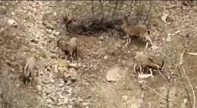 Karakoçan’da dağ keçileri sürü halinde görüntülendi
