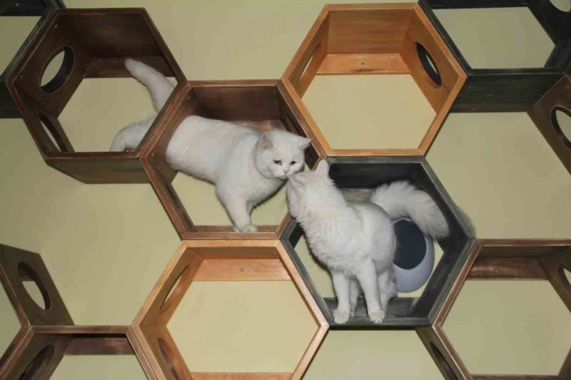 Sokak kedilerine 5 yıldız konforunda barınak
