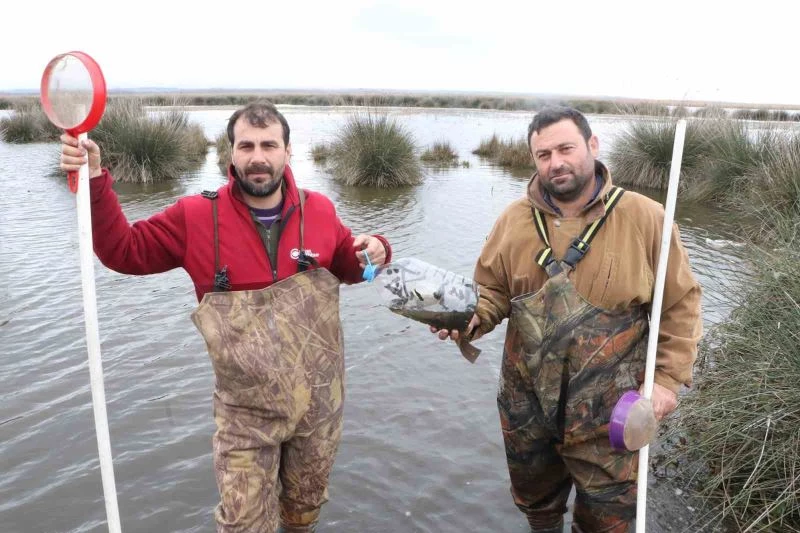 Tıbbi sülükler onlar için ekmek kapısı oluyor
