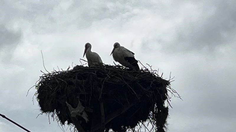Baharın müjdecisi leylekler yuvalarına döndü
