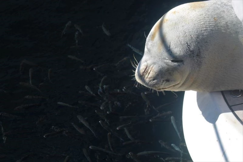 Nesli tükenme tehlikesi altında olan Akdeniz foku tekneye sığındı
