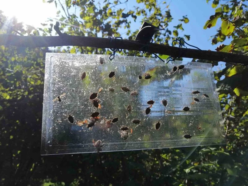Soydan: “Kahverengi kokarca ile mücadele, fındık için önem taşıyor”
